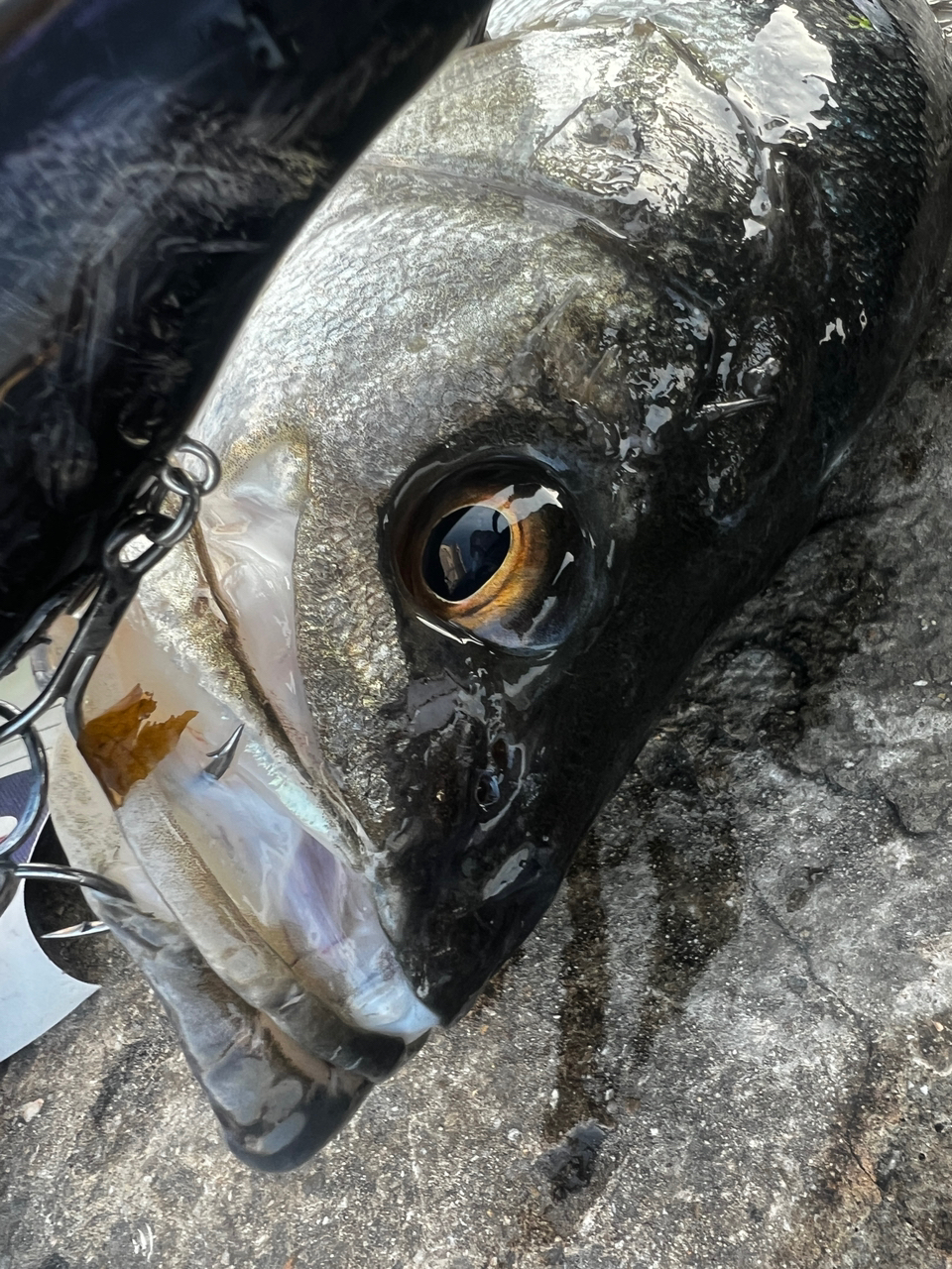 SHIMANO 18ディアルーナ B76MHの最安値・インプレ・釣果 | 本音 SHIMANO 18ディアルーナ B76MHの最安値・インプレ・釣果 | 本音