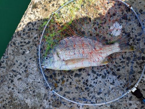キビレの釣果