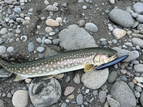 アメマスの釣果