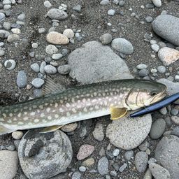 アメマス