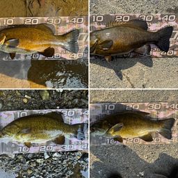 スモールマウスバス