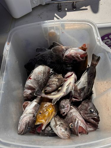 クロソイの釣果