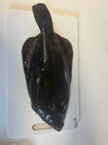 カレイ