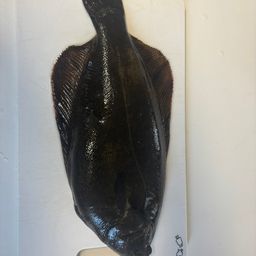 カレイ