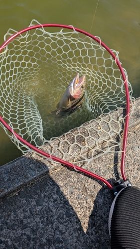トラウトの釣果