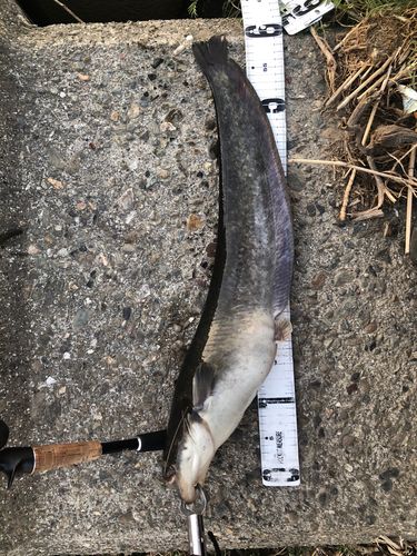 ナマズの釣果