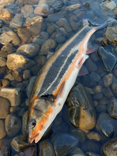 ウグイの釣果