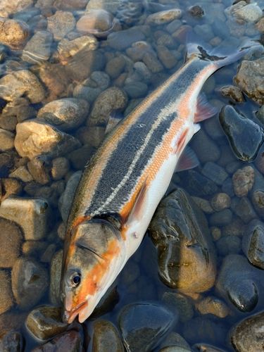ウグイの釣果