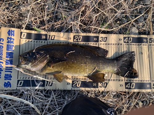 スモールマウスバスの釣果