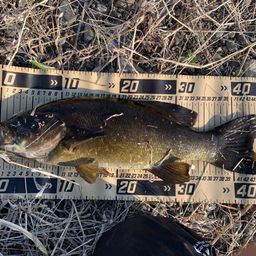 スモールマウスバス