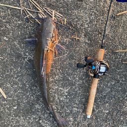 アメリカンキャットフィッシュ