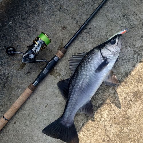 ヒラスズキの釣果