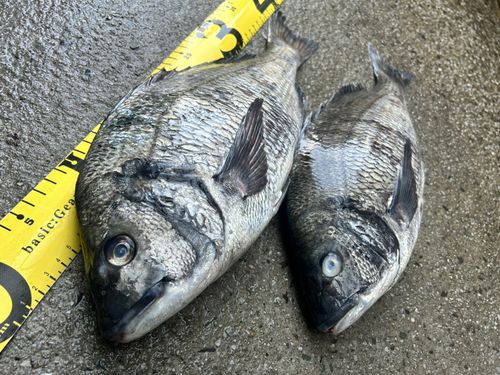 クロダイの釣果
