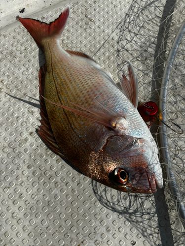 マダイの釣果