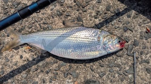 コノシロの釣果