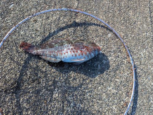 イガミの釣果