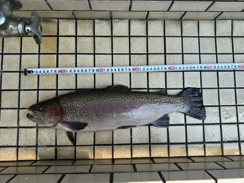 ニジマスの釣果