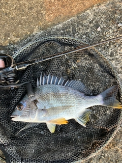 キビレの釣果