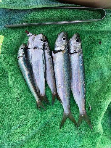 サッパの釣果