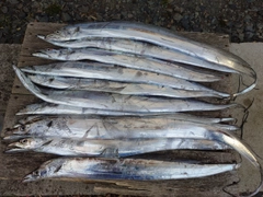タチウオの釣果