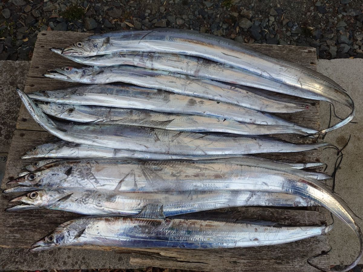 働くルアーマンさんの釣果 1枚目の画像