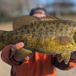 スモールマウスバス