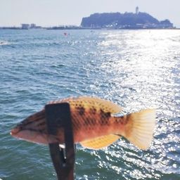 アカササノハベラ