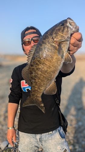 スモールマウスバスの釣果