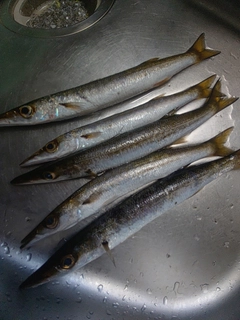 カマスの釣果