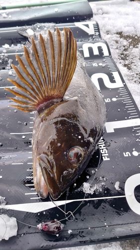 アイナメの釣果