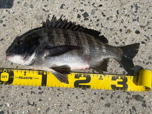 チヌの釣果