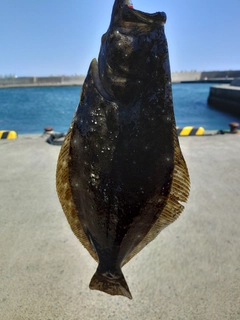 ヒラメの釣果