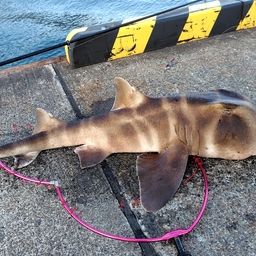 ネコザメ