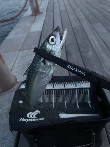 サバの釣果