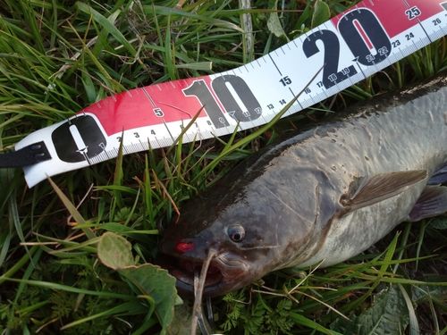 マナマズの釣果