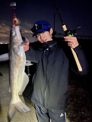 アメリカナマズの釣果