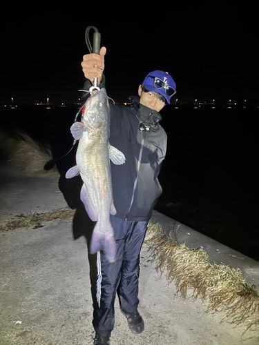 アメリカナマズ