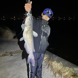 アメリカナマズ