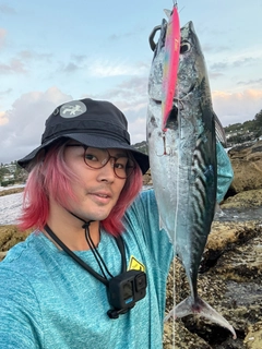 ハガツオの釣果