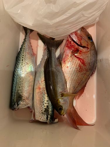サバの釣果