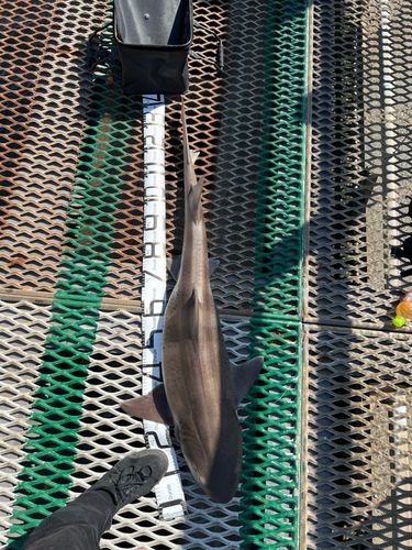 ドチザメの釣果