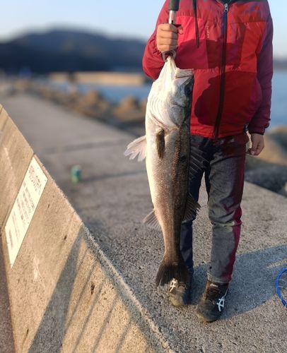 スズキの釣果