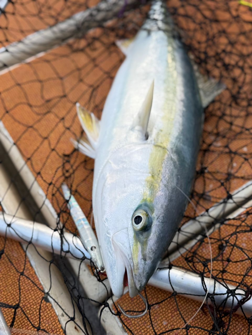 釣り暮らしさんの釣果 2枚目の画像