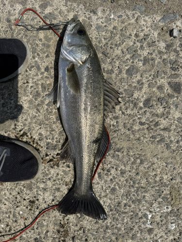 スズキの釣果