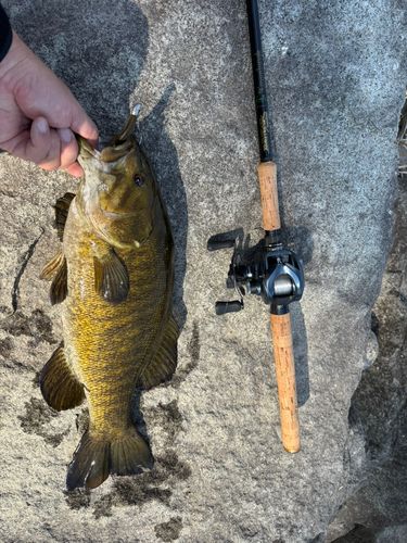 スモールマウスバスの釣果