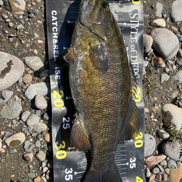 スモールマウスバス