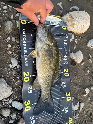 スモールマウスバスの釣果