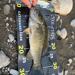 スモールマウスバス