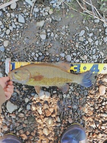 スモールマウスバスの釣果
