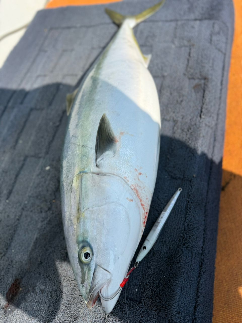 釣り暮らしさんの釣果 2枚目の画像